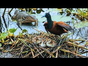 African Jacana: 399 Days From Egg to Survivor | The Ultimate Bird Journey