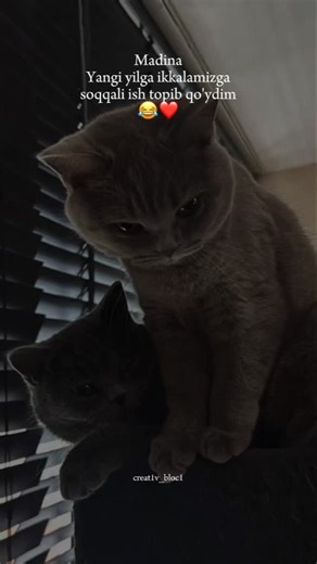 sᴛᴏʀɪᴇs❤️‍🔥 on Instagram: "Obuna bulelar😊Tg kanalimga qushilasilarmi🥲 #madin 😂❤️"