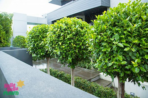 Ficus (Hedging & Topiary) - Hello Hello Plants & Garden Supplies