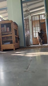 20 reactions | The whole idea of free shaping is to create ignition and confidence in a dog and to make them believe that they invented the behavior. And later when the execution of the behaviour is met with some level of difficulty - the dog will not concede to the struggle but rather fight for the patent to do the behaviour. ( Nepopo Training ) | K9 of Kashi | Facebook