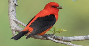 Scarlet Tanager Similar Species to, All About Birds, Cornell Lab of Ornithology
