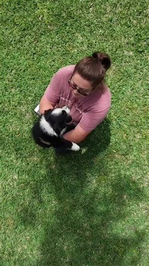 Meet Beau: The Lovable Miniature Australian Shepherd