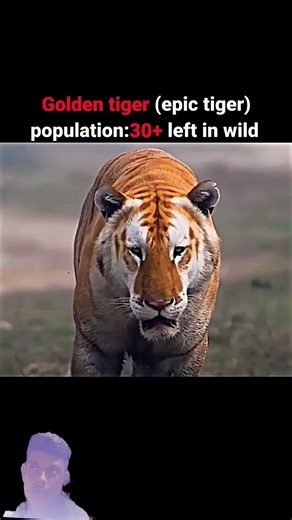 Top 5 rarest Tiger in the world #animals #trending #respect #viral #trending #shorts #youtubeshorts