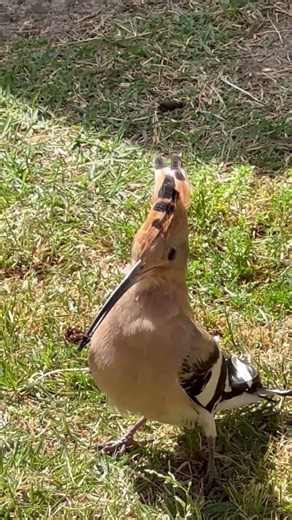 How a Hoopoe Finds its Prey #shorts