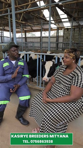 Kasirye Breeders Mityana (@kasiryebreedersmityana)’s videos with original sound - Kasirye Breeders Mityana