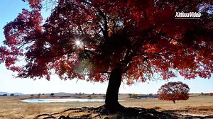 16K views · 146 reactions | At present, autumn is in full swing. In the Wujiaofeng Scenic Area of Xing'an League, north China's Inner Mongolia Autonomous Region, the maple leaves are either golden or red like fire. The leaves shine against the vast grassland, like a magnificent oil painting.#mapleleaf | China Xinhua News | Facebook