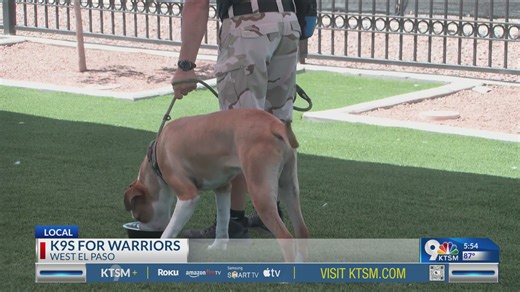 New program aims to help vets with dogs