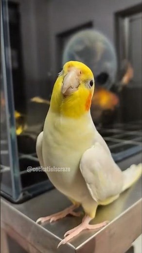 Cute Opera Singing Moments 🎶🦜💖 #cockatielscraze #birdsinging