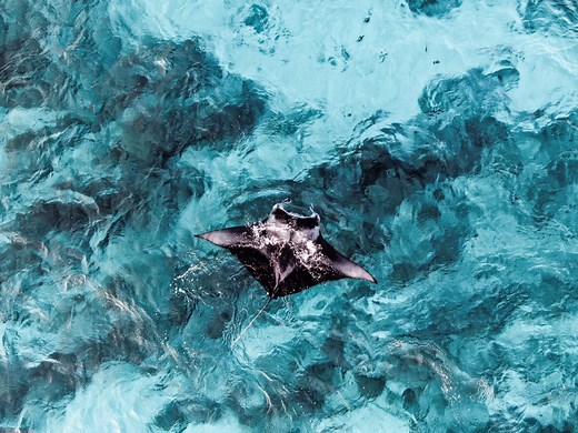 Autonomous Underwater Vehicle Inspired by the Manta Ray — Innovation — AskNature