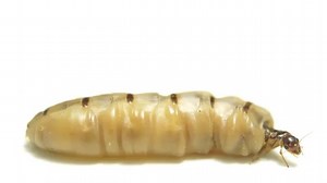 National Geographic on Instagram: "Video by Joel Sartore @joelsartore. A queen Formosan subterranean termite @accb_cambodia. A single colony of Formosan subterranean termites may contain several million termites that forage down to 300 feet in soil. The queen of the colony has a life span around 15 years and is capable of producing up to 2,000 eggs per day. To discover more species featured in the Photo Ark follow me, @joelsartore. #termite #queen #insect #savetogether #photoark"