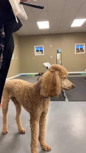 Playing around with some tasks that August has learned. #Servicedog #tasktraining #rewardbaseddogtraining #dogtrainer #clickertraining #standardpoodle #dogtraining #servicedogtraining #ilovemydog | Comfy Critters