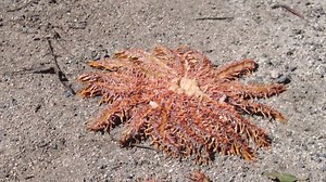 6.7K views · 103 reactions | CITV Local News-Friday 6th September 2024 Korero O Te Orau scuba diving team collected a large amount of Taramea (Crown of Thorns starfish). These species of starfish feed on coral and can cause serious damage to the eco-system. Dr. Teina Rongo shares more about this. | Cook Islands Television News | Facebook