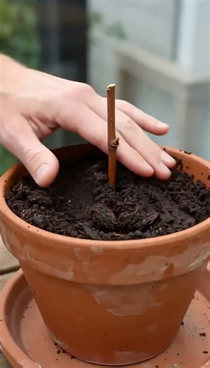 How to Propagate Grapes Using Honey: Natural Rooting Secret Revealed!