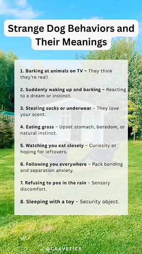 215K views · 373 reactions |  Ever Wonder Why Your Dog Does THAT? Decoding Weird Dog Habits! 勞 . . #DogBehavior #DogLife #DogTips #HappyDog #PetLove | Gravetics | Facebook