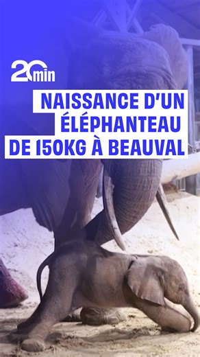 C'est ce qu'on appelle un beau bébé ! Le zoo de Beauval a accueilli la naissance d'un éléphanteau le dimanche 15 février, après que sa mère N'Dala ait enduré un accouchement de sept heures. La petite femelle pèse... 150 kilos. | 20 Minutes