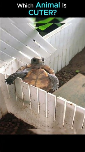 Fish vs Turtle 🐠🐢 | Which One Is Cuter?