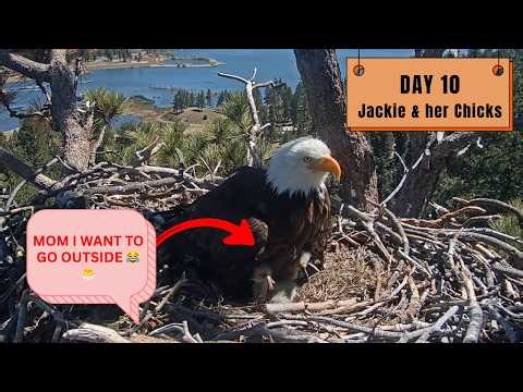 Jackie Wants to Keep Them Warm — Her Chicks Have OTHER Plans! Day 10 at Big Bear! 😂👑🐣