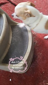 Honestly everyone am I Cute enough to adopt? cute puppy dog video chihuahua #adopt #rescue #creatorsearchinsights #dog #puppy #chihuahua #funnydog #adorabledog #cutepuppy | Philip Chihuahua