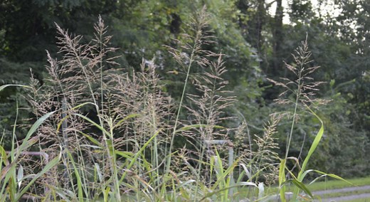 A closer look at Johnsongrass, a challenging invasive grass