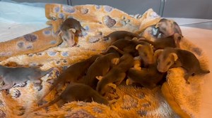 Folks, WEST is closed for intake. We should have been closed for intake before the call came tonight about these joeys. Unfortunately, the caller was not willing to remove these precious souls from their deceased mama, and decided the best thing was to "let nature take its course." Yeah, we don't let nature take its course here at WEST. We get off our asses and HELP. Luckily Tonia - whose husband has been in the hospital since last August, who took in a raccoon and a squirrel this weekend, was a