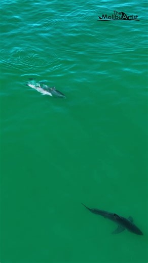 24K views · 2.4K reactions | Dolphins and a great white shark. It's these types of interactions I most look forward to. Here, a small pod of dolphins comes up to a great white shark and heads the other direction. You never know what you will see when filming the ocean. | The Malibu Artist | Facebook