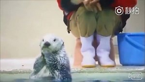 45K views · 1.7K reactions | The aquarium's little sea otter is showing its adorable face to tourists. | China Plus Culture | Facebook