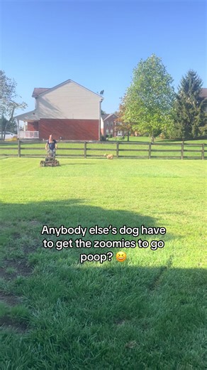 I mean I guess the zoomies work!?!? #dogsoftiktok #fosterfail #zoomies #adoptdontshop #bullybreeds