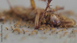 A colony of ants eats a dead cockroach and helps carry it back to the nest. Selective focus