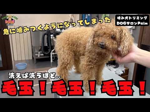 [First visit] Can wash but can't dry! No way to trim the face! Grooming a Toy Poodle that suddenl...