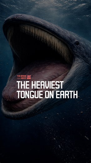 The heaviest tongue on Earth - Did you know a blue whale’s tongue weighs as much as an elephant and works like a hydraulic piston, how does a single muscle move oceans of water and thousands of kilos of krill every day? | The Brain Maze