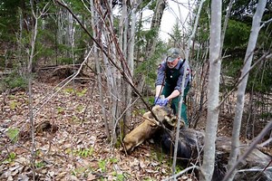 Winter ticks wiped out nearly 90% of the moose calves scientists tracked in part of Maine last year
