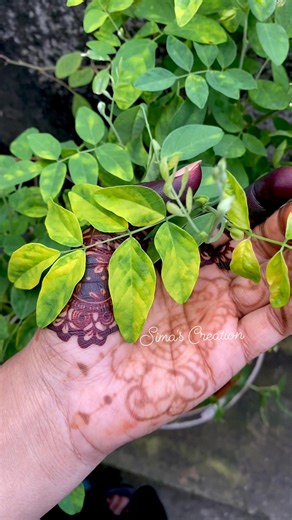 12K views · 140 reactions | Mature stain After 36 hour #simascreation #design #tutorial #organicmehendi | Sima's Creation | Facebook