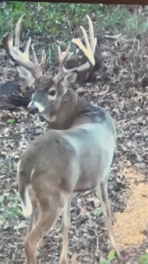 Watch til the end #bowhunting #deer #deerhunting | Cedar Ridge Whitetails