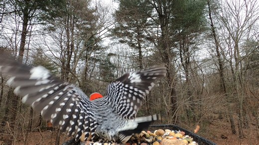 7K views · 706 reactions | Black-Capped Chickadee, Tufted Titmice, Blue Jays, Red-bellied Woodpecker, Starling | Critter Cam | Facebook