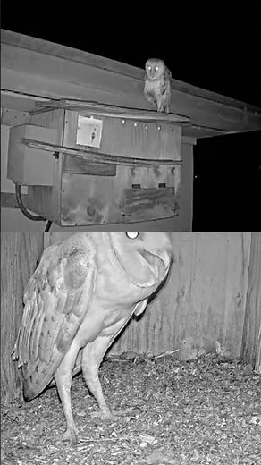 Courtship in Action LIVE 👀 | Seen Live on Camera