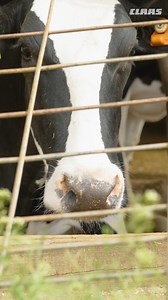 Maassen Dairy Farm 🤝 CLAAS JAGUAR Forage Harvester The Maassen brothers lean on their local Iowa CLAAS FARMPOINT dealer to get parts fast and keep their JAGUAR forage harvester running efficiently. | CLAAS