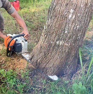Amazing skill man cutting down tree from bottom tree | Making Video