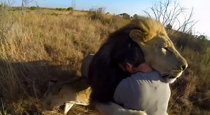 Video: GoPro Records Lions Approaching Man for Hugs | OutdoorHub
