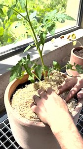 321K views · 1.9K reactions |  Vous n'avez pas de jardin mais vous rêvez de faire pousser vos propres tomates ? C'est possible grâce aux précieux conseils de Pierre le cultivateur !  | Mr.Bricolage | Facebook