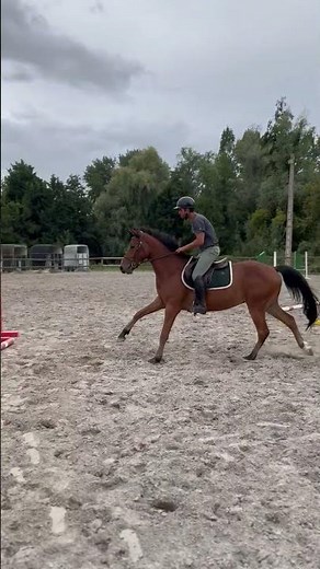 Poney à vendre - Poney PFS HC - equirodi.com