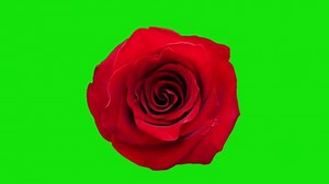 Red Roses Vector On Green Screen Stock Footage Video (100% Royalty-free) 3604906361 | Shutterstock