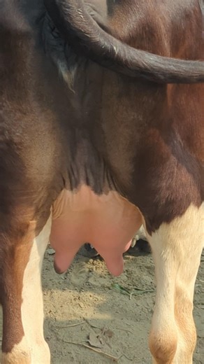 Beautiful Dairy Cow with Healthy Udder | Farm Showcase 🐄🥛#dairycow #milkcow #cattle#dalivestock