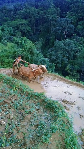 Plowing a Field with Oxen in a Rural Landscape