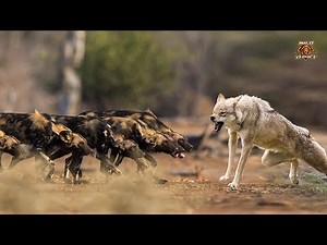 African Wild Dog Vs Wolf - - The Ultimate Fight (2022)
