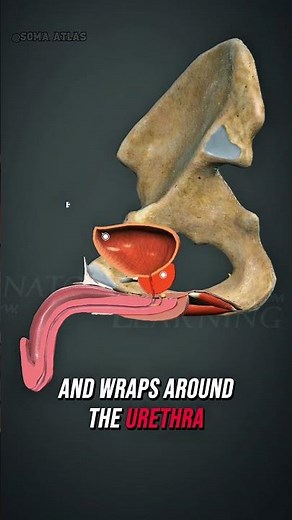 BPH Pathophysiology: How Prostate Enlargement Compresses the Urethra 🩺