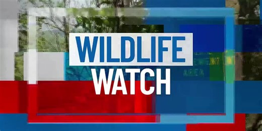 Wildlife Watch: Snow geese migration