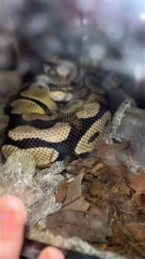Bald Python