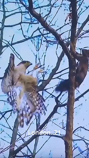 Hawk in Action: Catching a Squirrel in the Woods