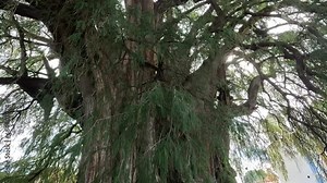 Tule tree slow footage of the largest tree in Mexico, Montezuma Cypress, 2000 years old, located in Oaxaca.