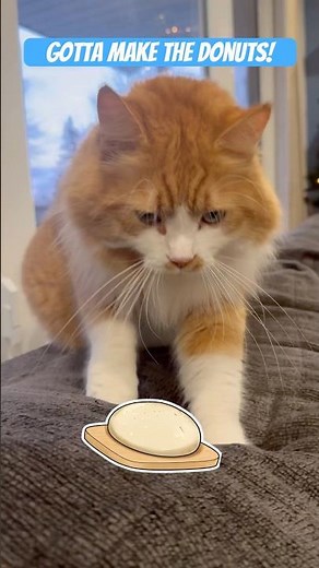 Gotta make the donuts! #cat #kitty #donuts #orangecat #funnycats #kidsvideo #cats #mouser